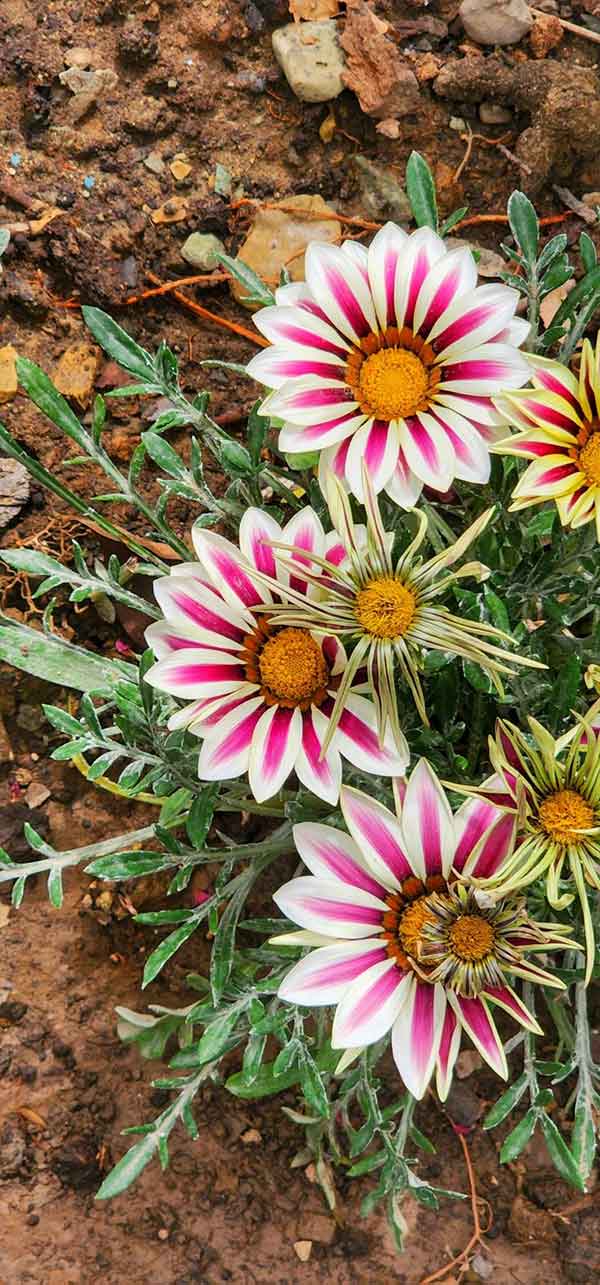 جدیدترین عکس گل زیبا و خاص برای صفحه مجازی خود و یا استوری 