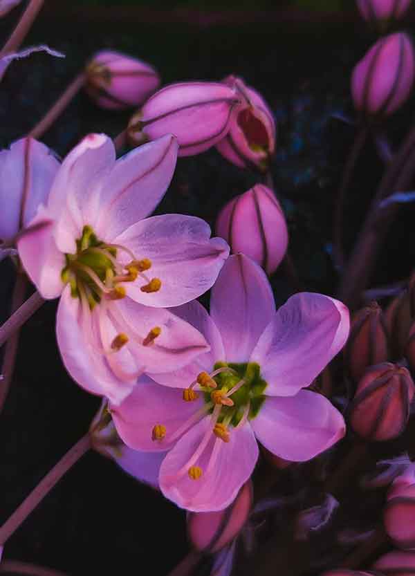 جدیدترین عکس گل زیبا و خاص برای صفحه مجازی خود و یا استوری 