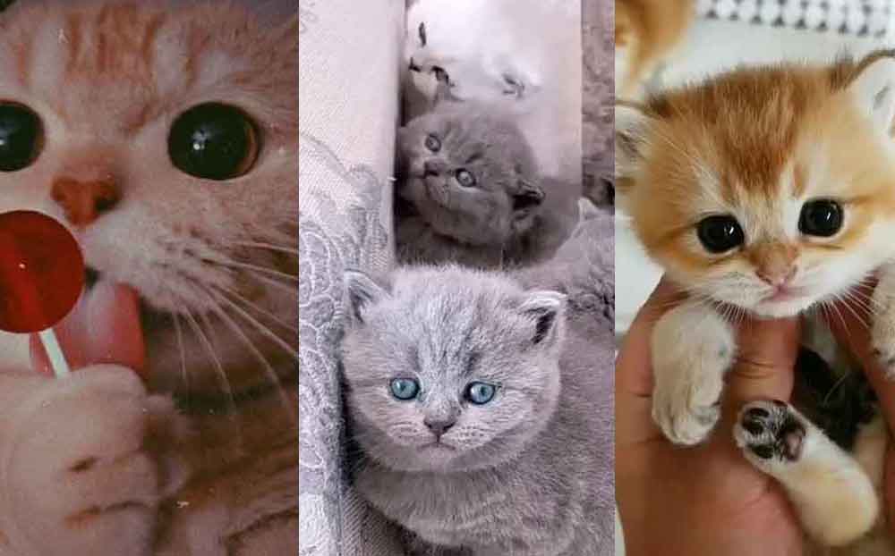 50 عکس گربه برای پروفایل 2023 جدید؛ بسیار ملوس و کیوت گوگولی با ژستهای مختلف