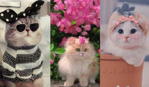 عکس های گربه برای پروفایل 2024؛ بسیار بانمک و جدید مناسب فضای مجازی (گوگولی)