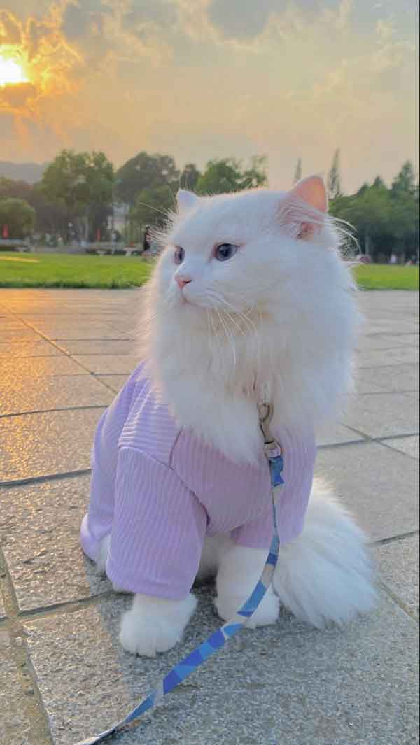 عکس پروفایل گربه