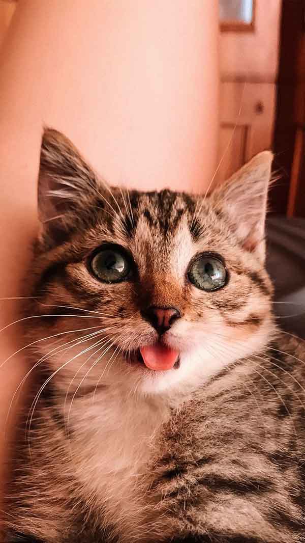 عکس پروفایل گربه