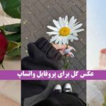 عکس گل برای پروفایل واتساپ