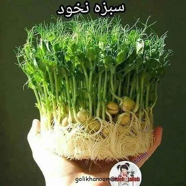 ۷۰ مدل سبزه عید ۱۴۰۴؛ ایده های زیبا و خلاقانه برای نوروز!