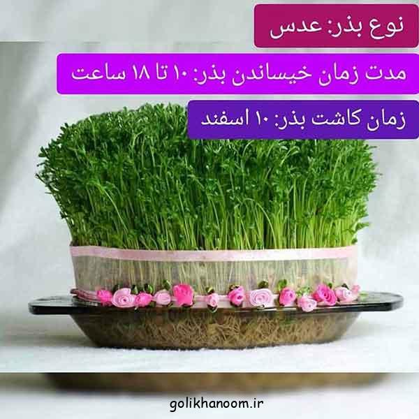 ۷۰ مدل سبزه عید ۱۴۰۴؛ ایده های زیبا و خلاقانه برای نوروز!