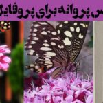 عکس پروانه برای پروفایل ۲۰۲۵: برای شما که به دنبال مجموعه ای متفاوت هستید!