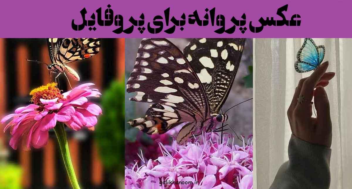 عکس پروانه برای پروفایل ۲۰۲۵: برای شما که به دنبال مجموعه ای متفاوت هستید!