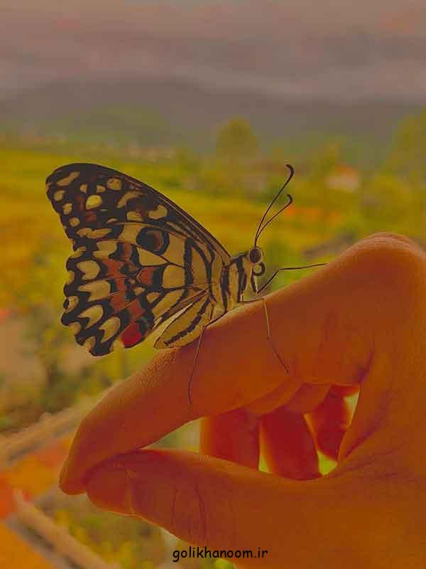 عکس پروانه برای پروفایل