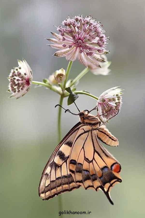 عکس پروانه برای پروفایل