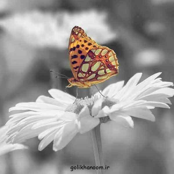 عکس پروانه برای پروفایل