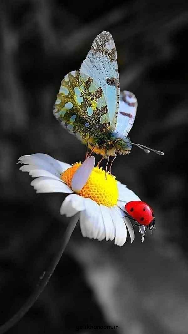 عکس پروانه برای پروفایل
