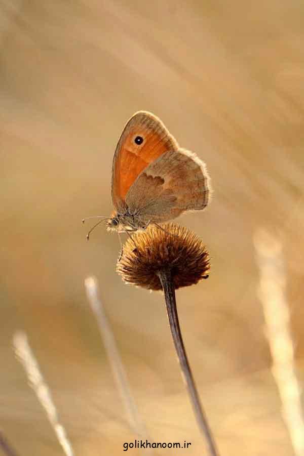 عکس پروانه برای پروفایل
