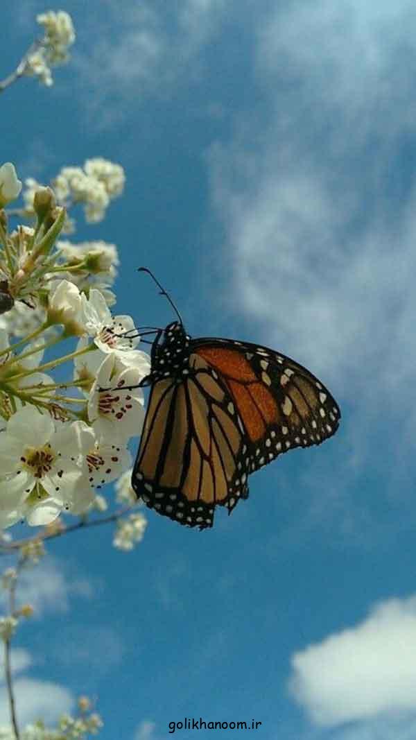 عکس پروانه برای پروفایل