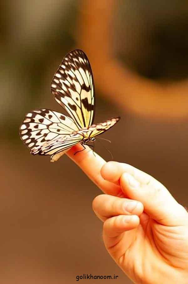 عکس پروانه برای پروفایل