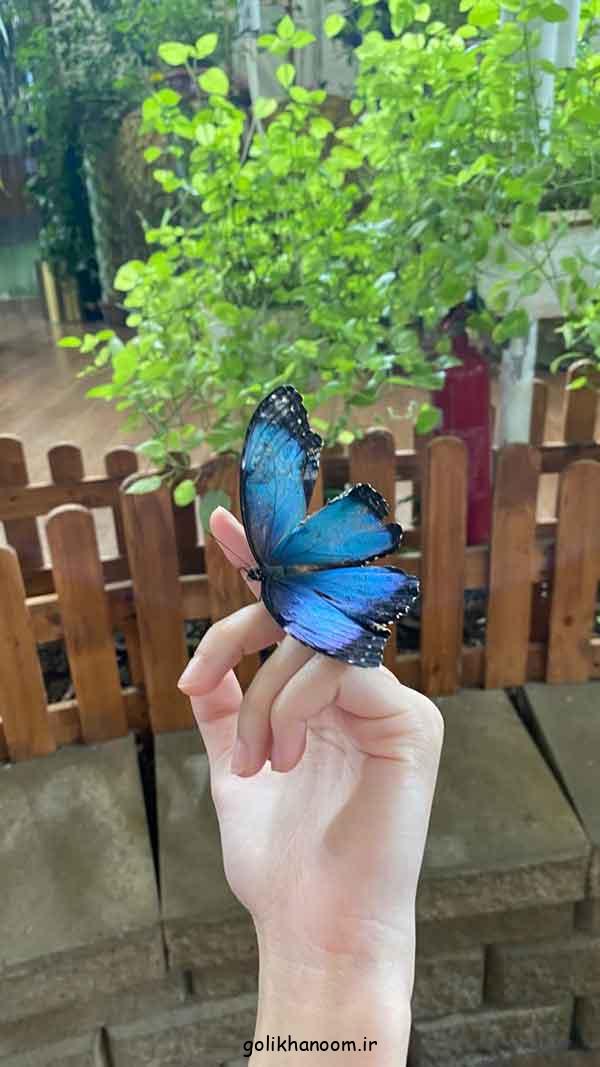 عکس پروانه برای پروفایل